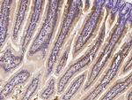 IRF6 Antibody in Immunohistochemistry (Paraffin) (IHC (P))