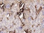 Kallikrein 1 Antibody in Immunohistochemistry (Paraffin) (IHC (P))