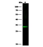 Kallikrein 6 Antibody in Western Blot (WB)