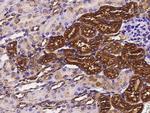 LGMN Antibody in Immunohistochemistry (Paraffin) (IHC (P))