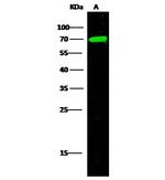 MEP1A Antibody in Western Blot (WB)