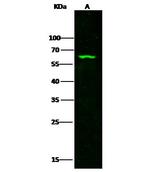 METAP2 Antibody in Western Blot (WB)