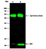 MIF Antibody in Immunoprecipitation (IP)