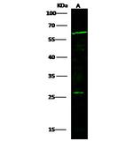 Oncostatin M Antibody in Western Blot (WB)