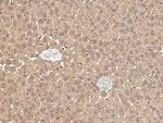 PCSK9 Antibody in Immunohistochemistry (Paraffin) (IHC (P))