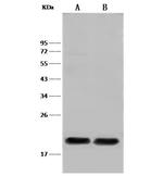 PLA2 Antibody in Western Blot (WB)