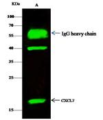 PPBP Antibody in Immunoprecipitation (IP)