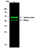 PPM1A Antibody in Immunoprecipitation (IP)