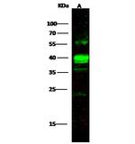 PPM1A Antibody in Western Blot (WB)