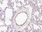 EPCR Antibody in Immunohistochemistry (Paraffin) (IHC (P))