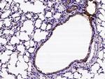 Prostasin Antibody in Immunohistochemistry (Paraffin) (IHC (P))