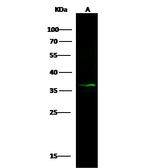 Prostasin Antibody in Western Blot (WB)