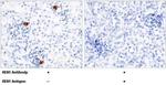 Renin Antibody in Immunohistochemistry (Paraffin) (IHC (P))