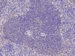 CD267 (TACI) Antibody in Immunohistochemistry (Paraffin) (IHC (P))