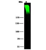 ARID1A Antibody in Western Blot (WB)