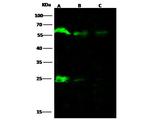 ARIH2 Antibody in Western Blot (WB)