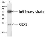 HP1 beta Antibody in Immunoprecipitation (IP)