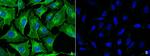 FXR1 Antibody in Immunocytochemistry (ICC/IF)