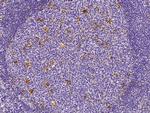 Glutamine Synthetase Antibody in Immunohistochemistry (Paraffin) (IHC (P))