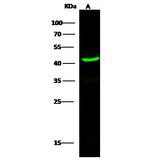 Glutamine Synthetase Antibody in Western Blot (WB)