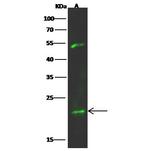 K-Ras Antibody in Western Blot (WB)