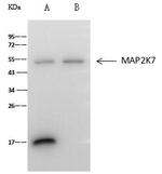 MEK7 Antibody in Immunoprecipitation (IP)