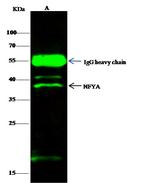 NFYA Antibody in Immunoprecipitation (IP)