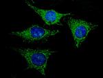 REA Antibody in Immunocytochemistry (ICC/IF)