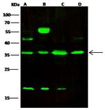 REA Antibody in Western Blot (WB)