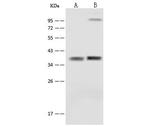 SFXN5 Antibody in Western Blot (WB)