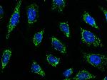 SMAD9 Antibody in Immunocytochemistry (ICC/IF)