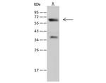 Synaptotagmin 1 Antibody in Western Blot (WB)