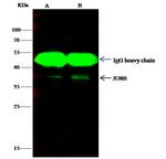 JunB Antibody in Immunoprecipitation (IP)