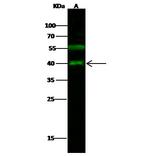 JunB Antibody in Western Blot (WB)