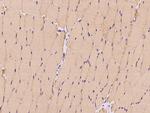 c-Raf Antibody in Immunohistochemistry (Paraffin) (IHC (P))