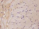 c-Raf Antibody in Immunohistochemistry (Paraffin) (IHC (P))