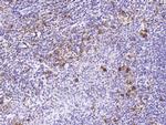 CD160 Antibody in Immunohistochemistry (Paraffin) (IHC (P))