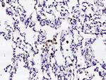 CD16/CD32 Antibody in Immunohistochemistry (Paraffin) (IHC (P))