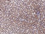 CD264 (TRAIL-R4) Antibody in Immunohistochemistry (Paraffin) (IHC (P))