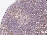 beta-2 Microglobulin Antibody in Immunohistochemistry (Paraffin) (IHC (P))