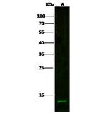 beta-2 Microglobulin Antibody in Western Blot (WB)