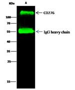 B7-H3 Antibody in Immunoprecipitation (IP)