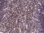 CD6 Antibody in Immunohistochemistry (Paraffin) (IHC (P))