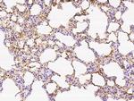 CD93 Antibody in Immunohistochemistry (Paraffin) (IHC (P))