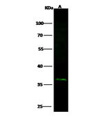 Folate Receptor alpha Antibody in Western Blot (WB)