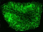 NGFR Antibody in Immunocytochemistry (ICC/IF)