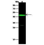 NGFR Antibody in Western Blot (WB)