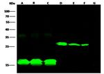 E Tag Antibody in Western Blot (WB)