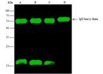 S-peptide Epitope Tag Antibody in Immunoprecipitation (IP)