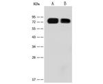 Influenza A H1N1 HA (A/California/04/2009) Antibody in Western Blot (WB)